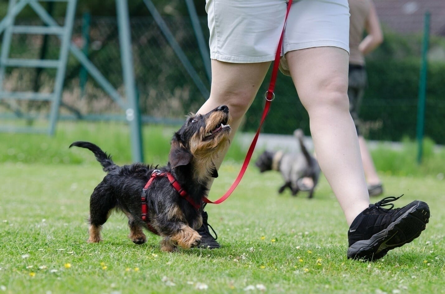 When Should You Begin Potty Training Your Puppy