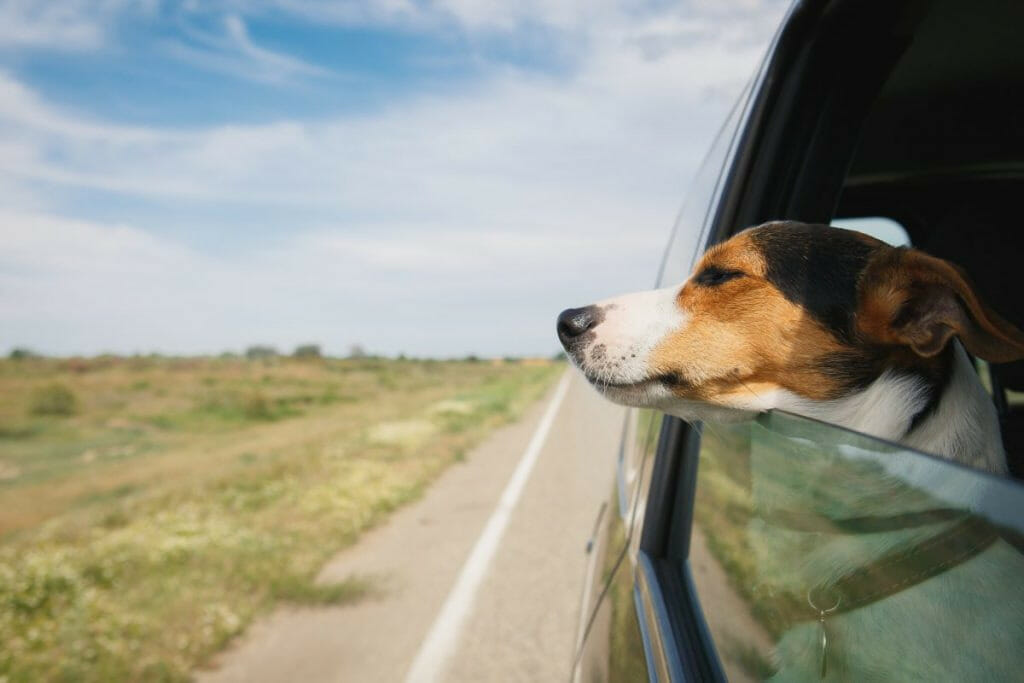 Car Sickness in Dogs