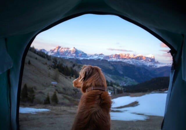 Can Dogs Get Cold While Camping