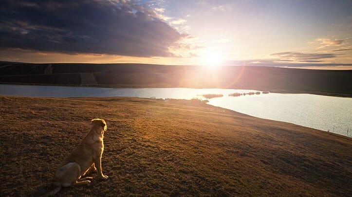Do Dogs Go to Heaven According to the Bible
