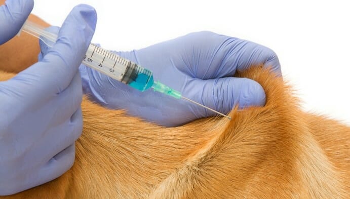 How Can You Avoid Over-Vaccinating Your Dog