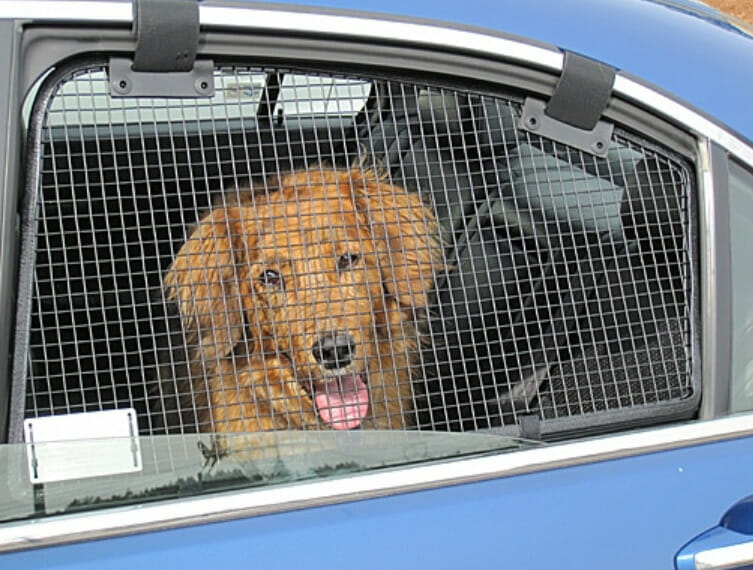 How To Keep A Dog Cool In A Car