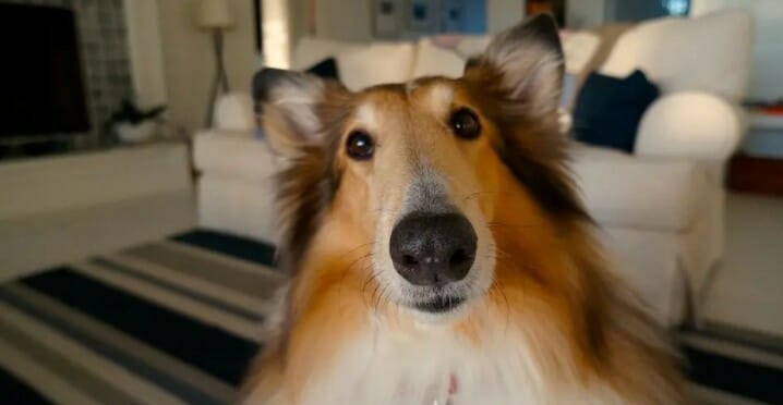 How to Stop Your Dog From Head Butting You