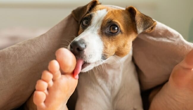 Why Does My Dog Lick My Legs All the Time