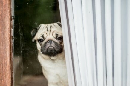 Separation anxiety