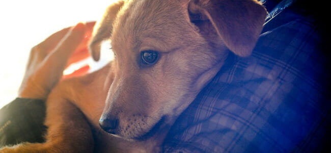 Affection