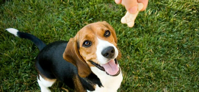 Positive Reinforcement Training