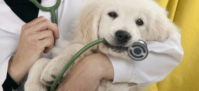 Visit a veterinarian for a checkup and treatmen
