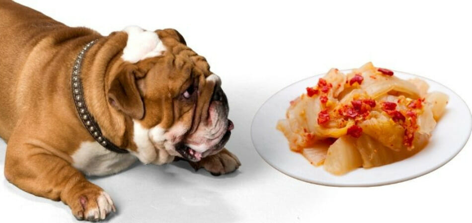 Can dogs eat kimchi