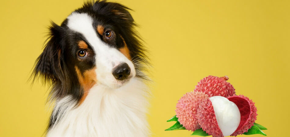 Can Dogs eat Lychee