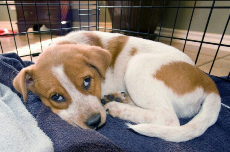 How To Keep Dog Warm In A Crate (10 Epic Guide) Doggie Blog