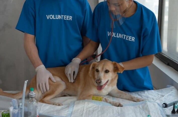 What Will You Do After Twice Vaccination of Your Dog