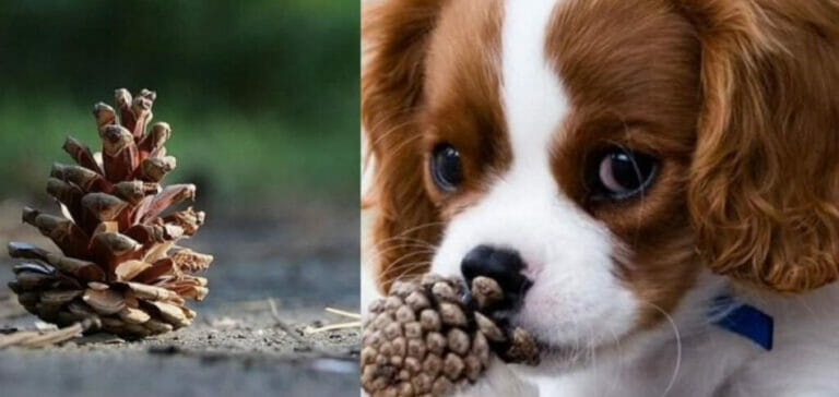 Curated visual reference: What To Do If Your Dog Eats A Pine Cone Photo Inspiration