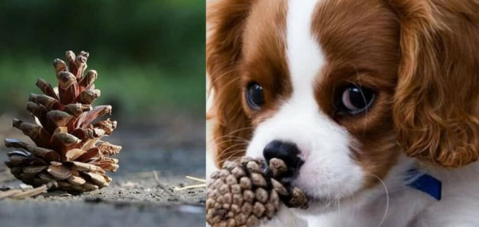 What to Do if Your Dog Eats a Pine Cone