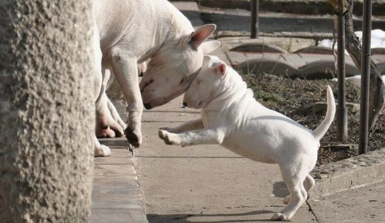 Why Does My Dog Headbutt Other Dogs