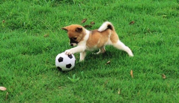 Your dog wants to play
