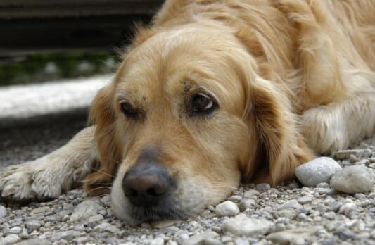 dog Feeling unwell